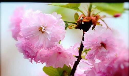 粉色樱花的花语——浪漫与希望的象征（一缕芬芳）