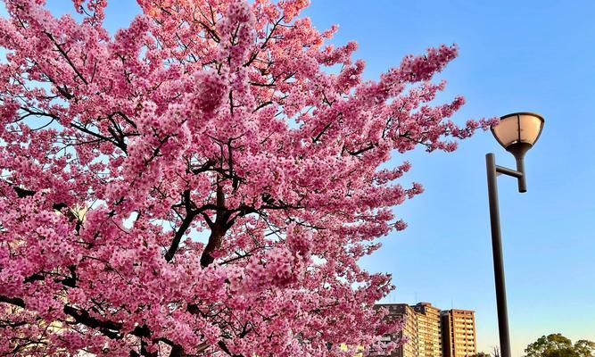 粉色樱花的花语——浪漫与希望的象征（一缕芬芳）