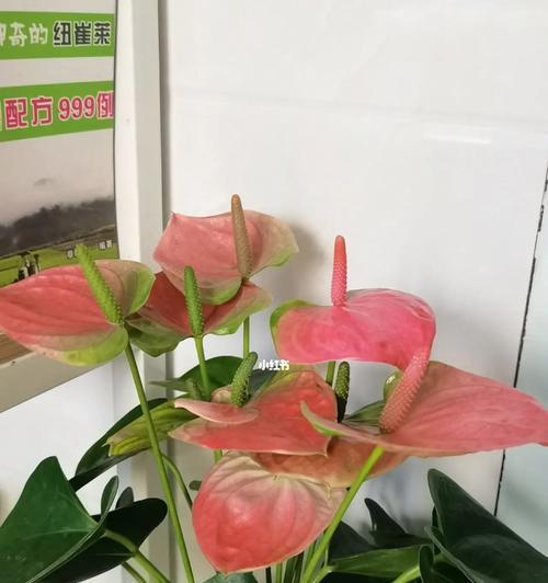 以粉掌的代表意思（揭示手掌颜色与个性特征的奥秘）