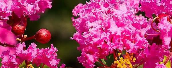 和平花开，世界安宁（用花语传递和平与希望）