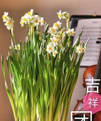 吉祥的花——传递幸福和美好的象征(探寻表示吉祥的花的花语和文化内涵)