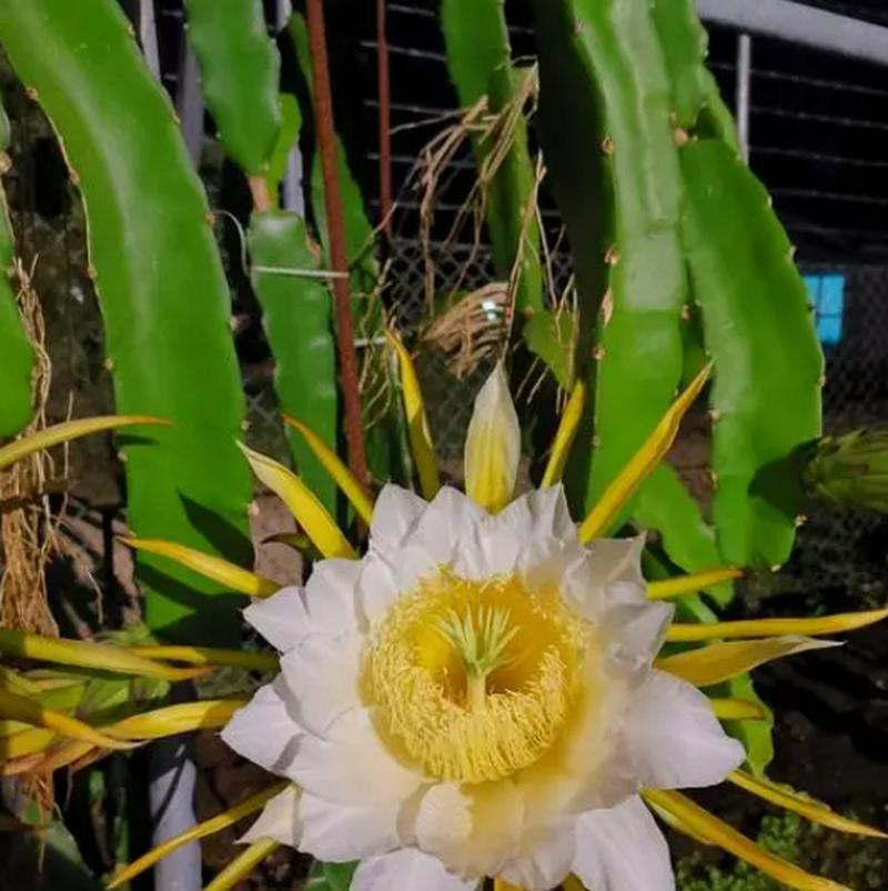 坚韧不拔的花——探究花语的力量