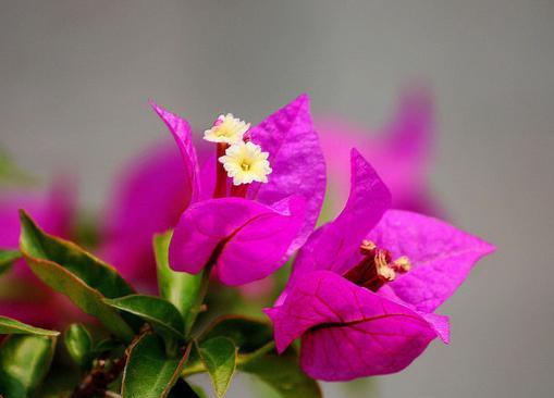 坚韧不拔的花——探究花语的力量