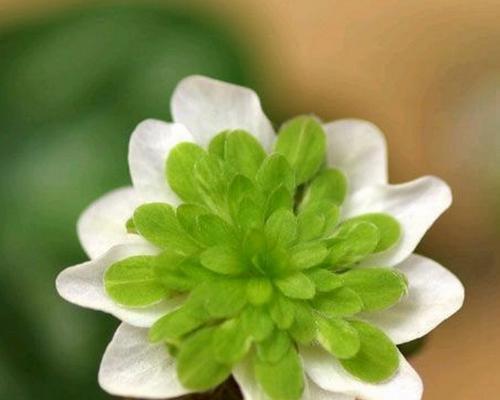 花语（坚韧的花有哪些）