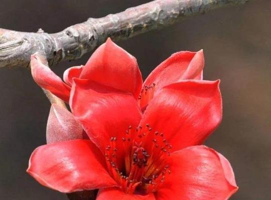 花语传递快乐（了解快乐的花语）
