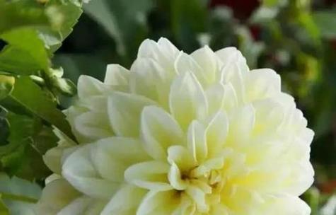 花语传情(浪漫诉说)