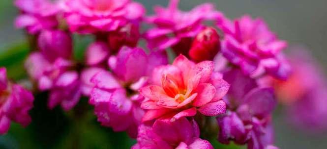 平安之花（探寻花卉中的平安之意）