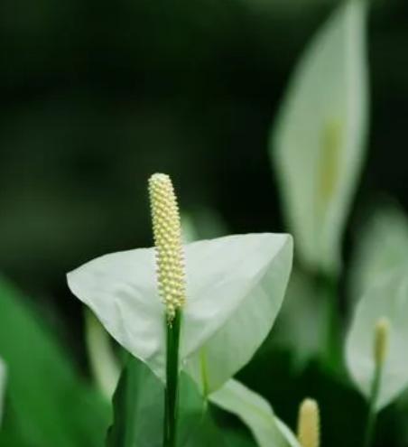 平安之花（探寻花卉中的平安之意）