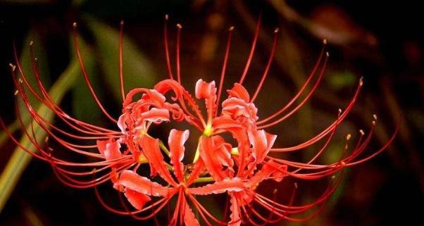 花语传递歉意（探寻表示歉意的花语）