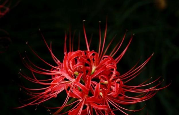 花语传递歉意（探寻表示歉意的花语）