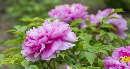 庆祝的花花语，让生命焕发光彩（15种花材）