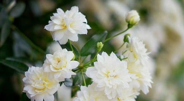 哀伤之花（探寻那些表达伤感的花语）