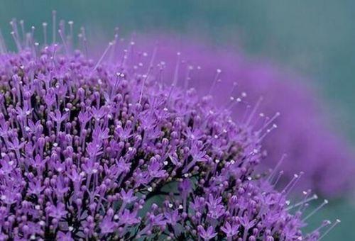 哪些花语是代表伤心的花（深情而短暂的美）