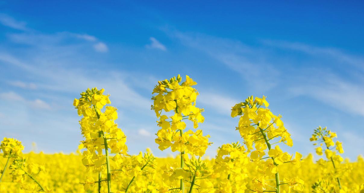生命的花（探究花语中的生命哲理）