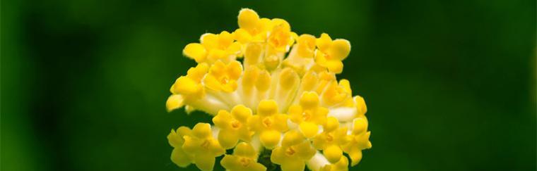 生命的花（探究花语中的生命哲理）