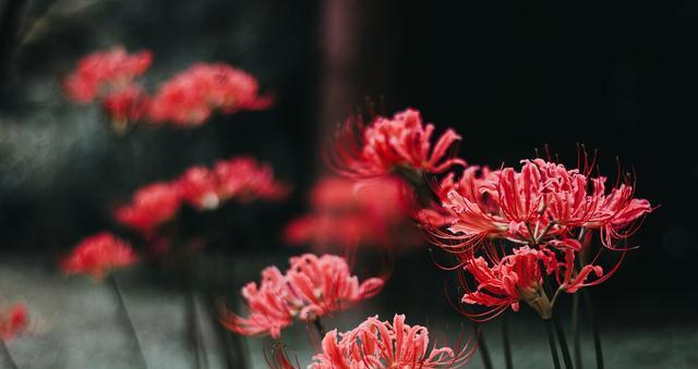 失望的花（探寻花花语中的失望）