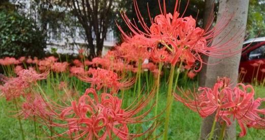 花语与死亡（探索花朵语言与人类文化的关系）