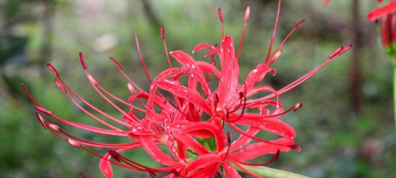 花语与死亡（探索花朵语言与人类文化的关系）