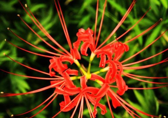 花语与死亡（探索花朵语言与人类文化的关系）