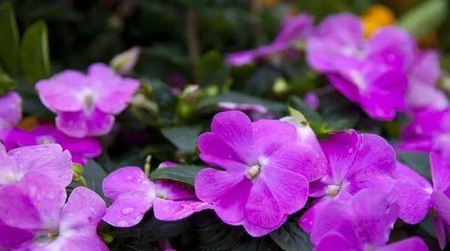 妩媚花语——探索花卉界中的女性魅力（以代表妩媚的花为主题的花语探究）