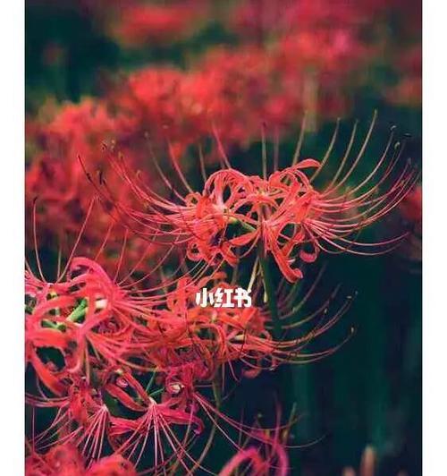 想念的花——花语传递爱与思念（用花的语言表达心中的想念）