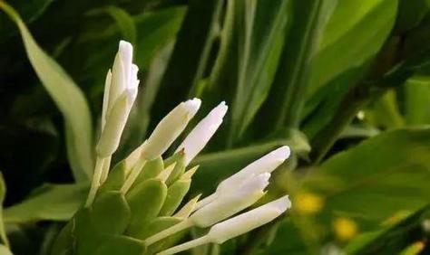 想念的花——花语传递爱与思念（用花的语言表达心中的想念）