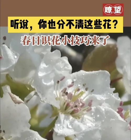 邪恶花的花语（探究邪恶花的植物世界与人类文化）