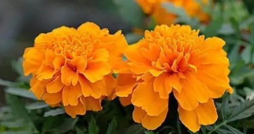 幸福的花——花语传递的幸福与喜悦（用花语记录生活中的幸福瞬间）