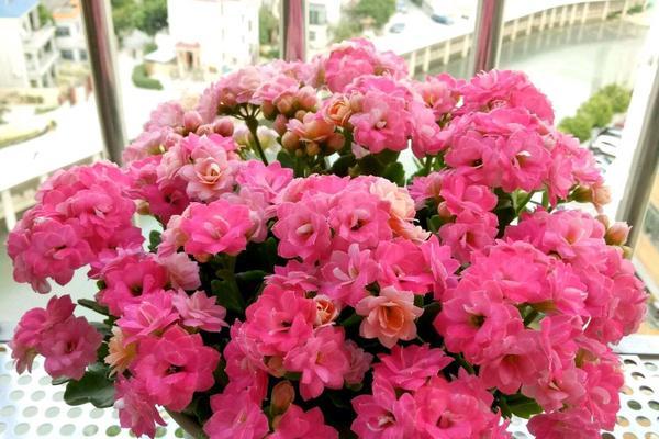 幸福的花——花语传递的幸福与喜悦（用花语记录生活中的幸福瞬间）