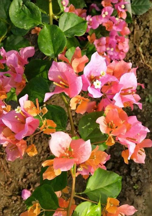 幸福的花——花语传递的幸福与喜悦（用花语记录生活中的幸福瞬间）