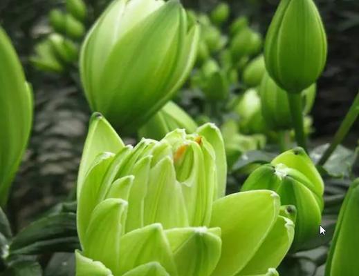勇敢的花（探究花朵背后的勇气与坚强）