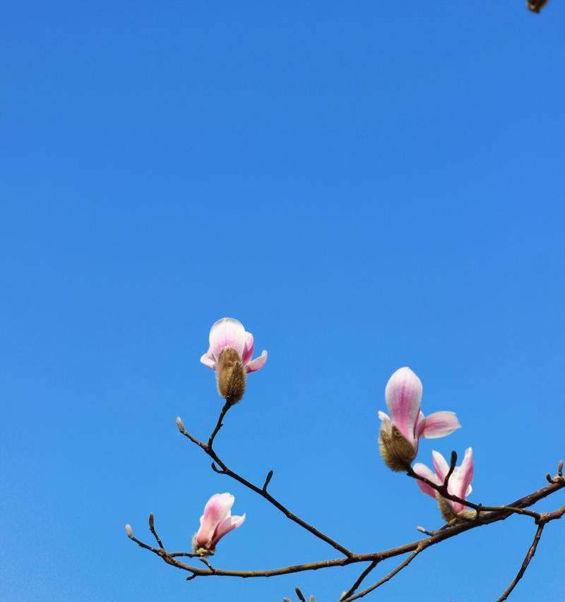 友谊长存的花——让友情经久不衰（探寻花语中蕴含的友谊之意）