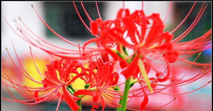 花语传递原谅之意（用花传递心意）