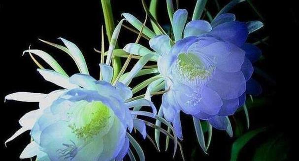 花语传递原谅之意（用花传递心意）