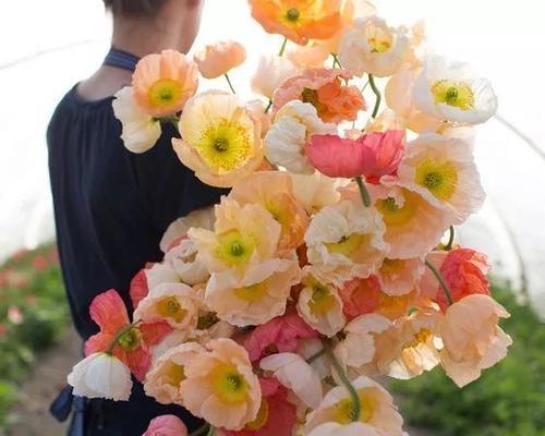 花语告别（花语中的再见礼仪和情感表达）