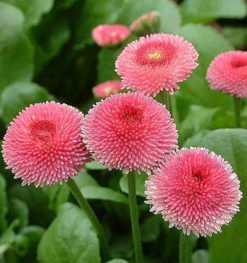 花语传情-真诚的花的语言（探寻真诚之美）