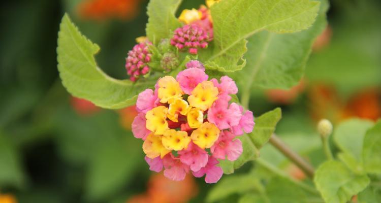 花语中的重逢（重逢的花有哪些）