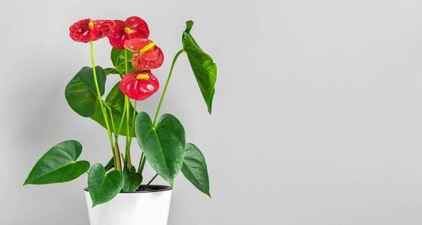 花开祝贺，传递真挚情感（用花语向TA表达祝福）