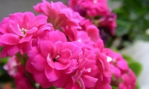 花语传祝福，15种表示祝愿的花（探索花语世界）