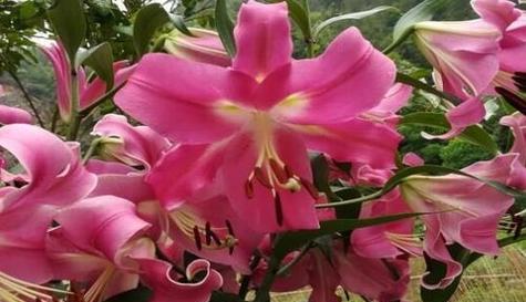 花语传祝福，15种表示祝愿的花（探索花语世界）