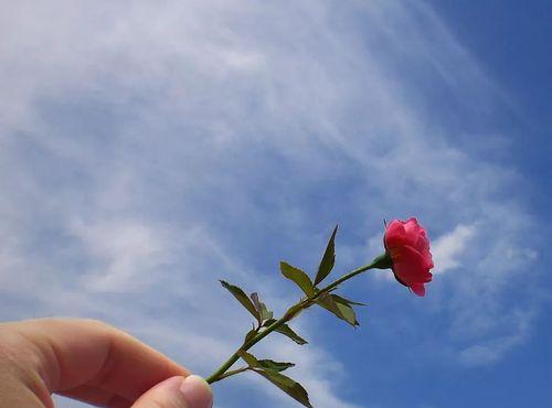自律之花——从花语看自律的重要性（了解自律花语）