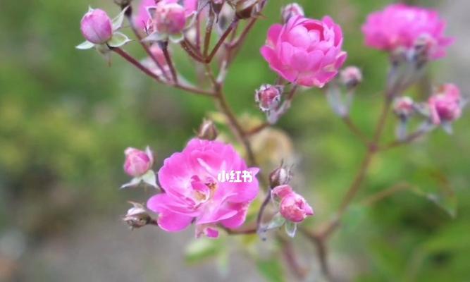 自律之花——从花语看自律的重要性（了解自律花语）