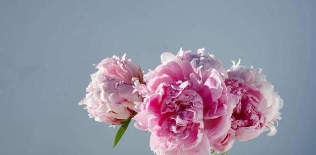 自律之花——从花语看自律的重要性（了解自律花语）