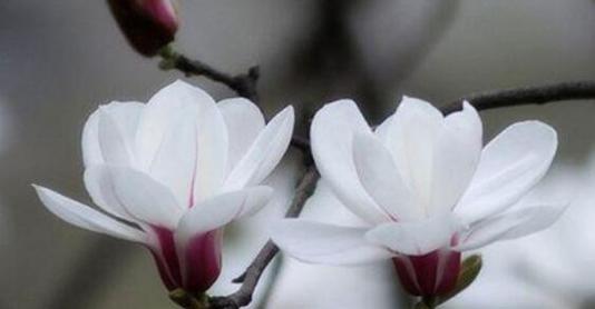 尊敬的花——探究花语中的尊敬与敬仰（解读花语中的敬仰之情）