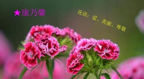 尊敬老师的花花语（用花来表达对老师的敬意）