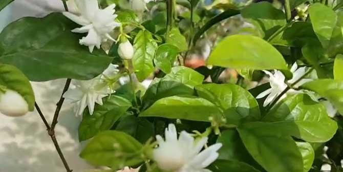 尊重的花，传递尊重的情感（以花为媒介）