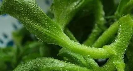 如何扦插繁殖冰菜（掌握技巧）