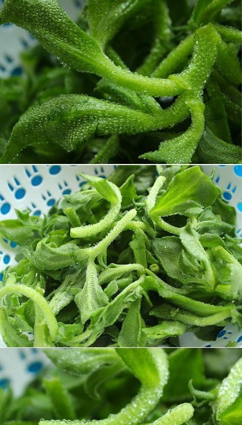 探究冰菜的生长特点（多年生植物的奥秘）