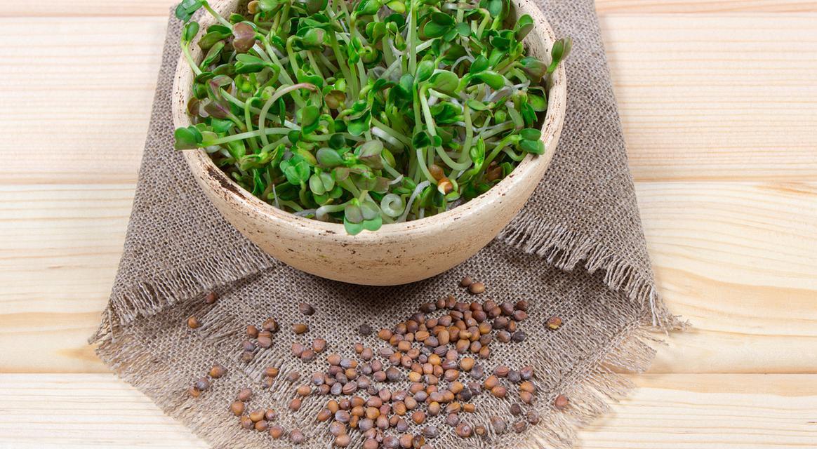 探究冰菜的生长特点（多年生植物的奥秘）