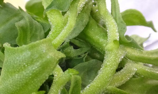 探究冰菜的生长特点（多年生植物的奥秘）